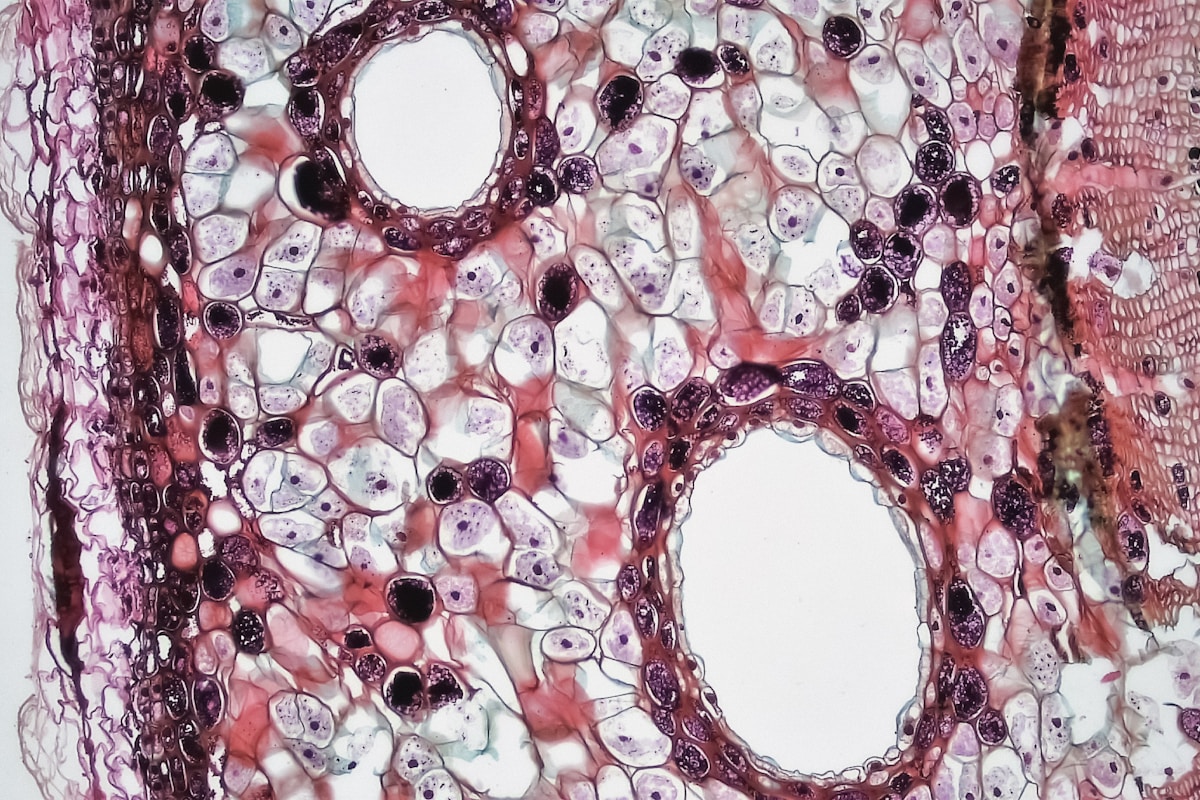 Design Projects Showcase